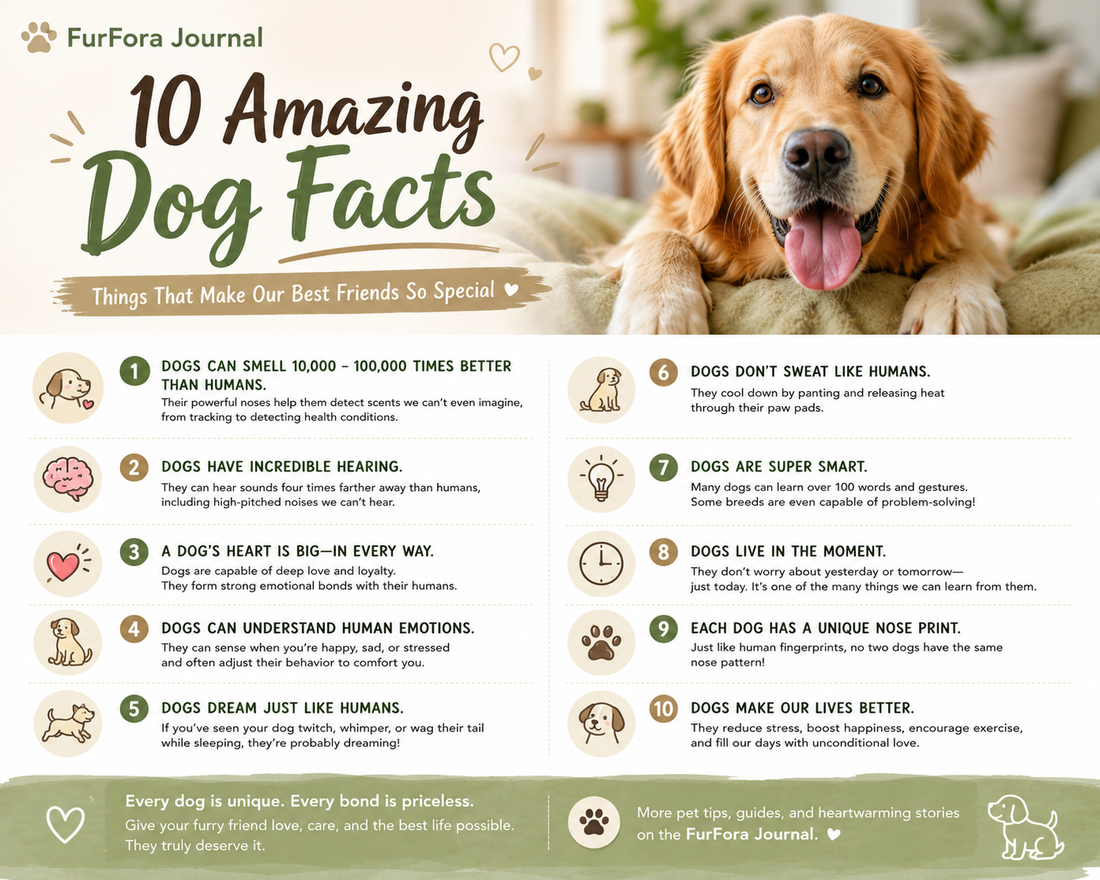 10 Fascinating Dog Facts Every Pet Owner Should Know