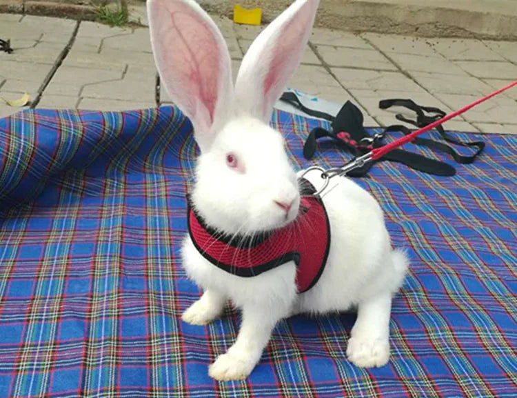 Cute Rabbit Walking Harness Set – Soft Vest with Leash for Outdoor Use