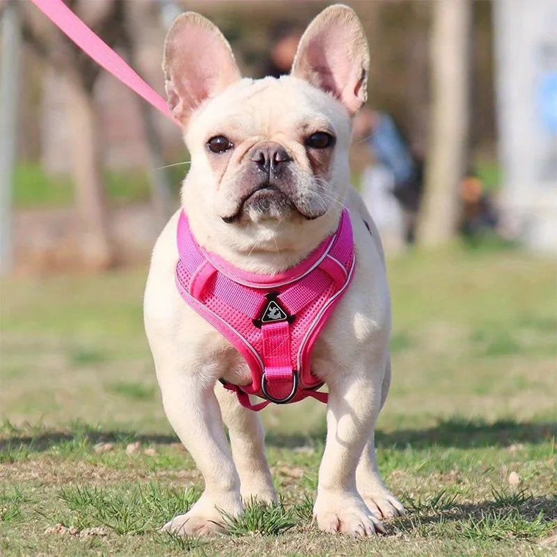 Dog Harness & Leash Set