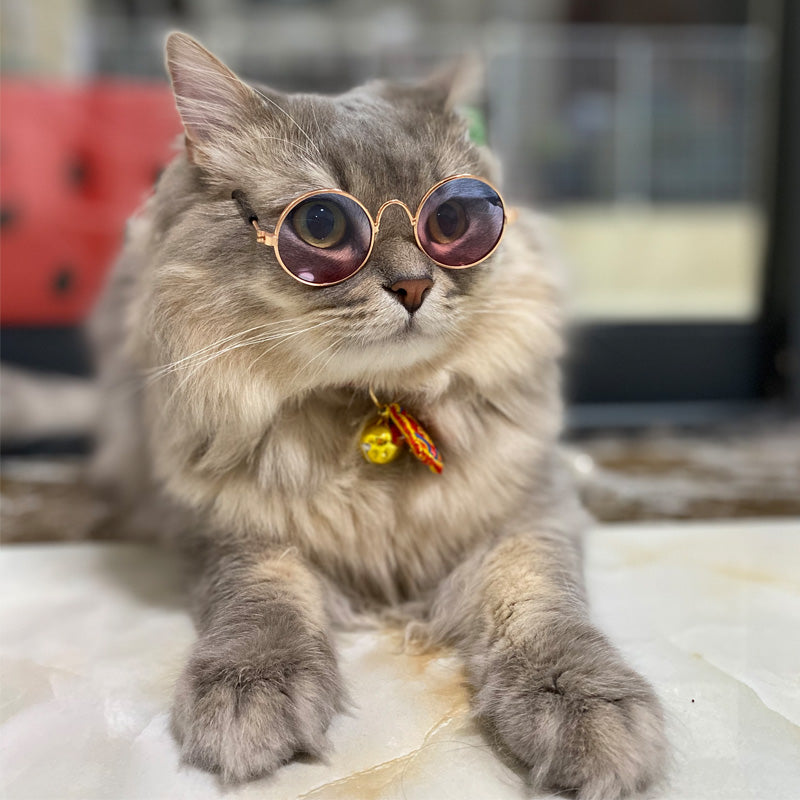 Vintage Round Pet Sunglasses – Fun Photo Prop for Cats & Small Dogs